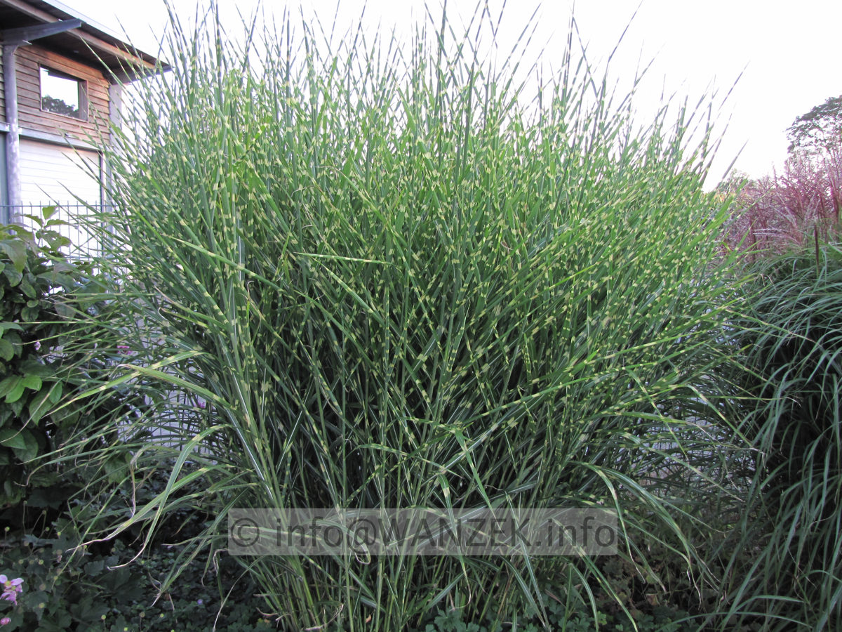 Miscanthus sinensis Zebrinus 05.JPG